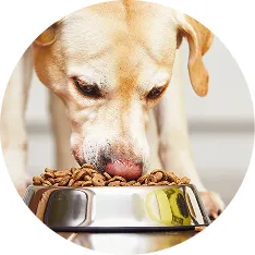 Dry Pet Food